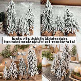Snow Covered Trees