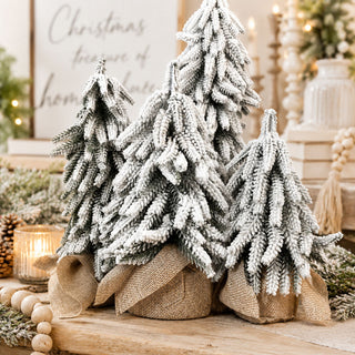 Snow Covered Trees